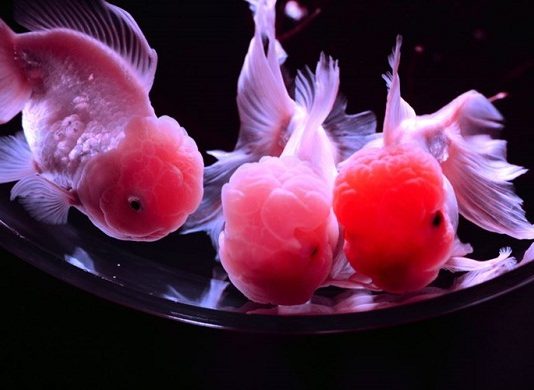 Mơ thấy cá- Giải mã giấc mơ thấy cá – Chiêm bao thấy cá là điềm gì? Giải mã giấc mơ thấy cá