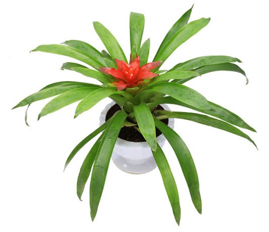 Ý nghĩa của cây dứa cảnh phong thủy