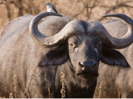 Đinh Sửu Nam 97 mệnh gì? chọn màu sắc nào mang lại may mắn Nam sinh năm 1997 mệnh gì? hợp với màu gì nhất trong phong thủy