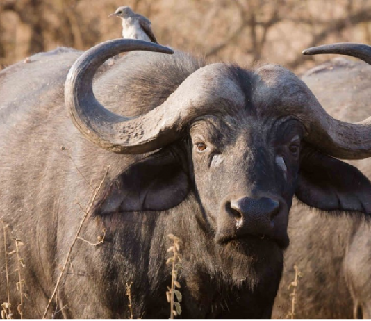 Nam sinh năm 1997 mệnh gì? hợp với màu gì nhất trong phong thủy