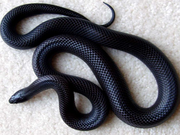Ngủ mơ thấy rắn đen mang đến điềm lành hay dữ?