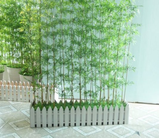 Cây phong thủy trồng trước cửa nhà