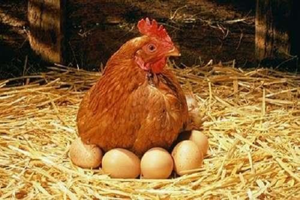 Ngủ mơ thấy gà đẻ trứng là điềm báo gì?