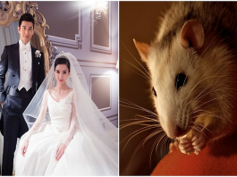 Nam tuổi tý hợp với tuổi nào? nên kết hôn với nữ tuổi gì?