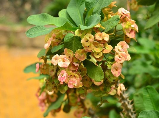 Nhà hướng Tây nên trồng hoa bát tiên