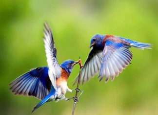 mo-thay-chim-danh-xo-so-lo-de-con-gi