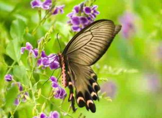 Ý nghĩa giấc mơ thấy bươm bướm và số đề may mắn