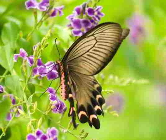 Ý nghĩa giấc mơ thấy bươm bướm và xổ số may mắn