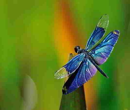 Giấc mơ thấy chuồn chuồn báo hiệu điềm gì, nên đánh số nào?