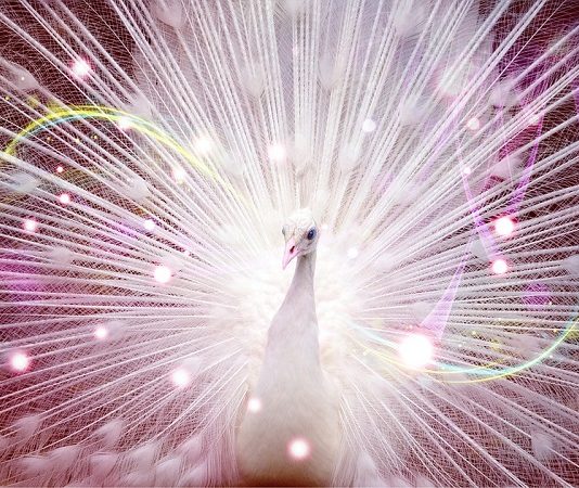 Ngủ mơ thấy con công điềm báo gì và nên đánh con xổ số nào con-cong-2