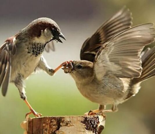 Giải mã giấc mơ – Mơ thấy chim sẻ đánh số gì Giải mã giấc mơ - Mơ thấy chim sẻ đánh số gì