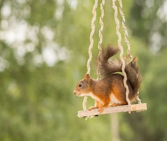 Nằm mơ thấy sóc đánh con gì?