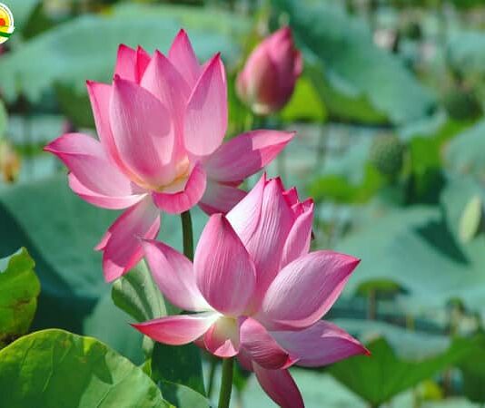 Xem tử vi tuổi Tý ngày 3/12/2022: Niềm vui tình cảm