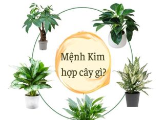 Mệnh kim trồng cây gì trong nhà phát tài phát lộc
