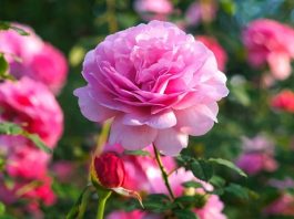 Nhìn thấy hoa hồng là điềm gì? Có phải điềm báo hốt tiền về ví?