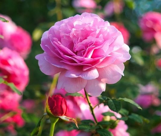 Nhìn thấy hoa hồng là điềm gì? Có phải điềm báo hốt tiền về ví? Nhìn thấy hoa hồng là điềm gì? Có phải điềm báo hốt tiền về ví?