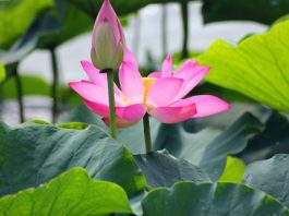 Nhìn thấy hoa sen – Ý nghĩa cực hay khiến bạn phải bất ngờ Nhìn thấy hoa sen là điềm gì? Giải mã điềm báo về hoa sen