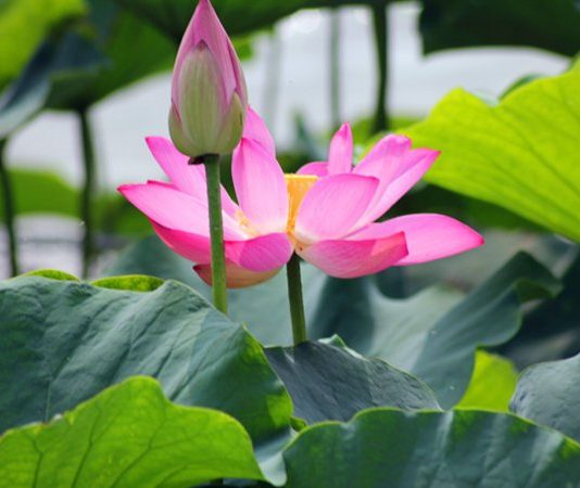 Nhìn thấy hoa sen là điềm gì? Giải mã điềm báo về hoa sen