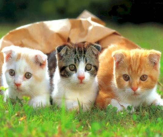 Ý nghĩa của việc Trông thấy 3 con mèo