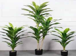 Cây hợp tuổi Đinh Mão