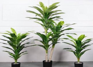 Cây hợp tuổi Đinh Mão