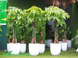cây cảnh phong thủy tuổi thân