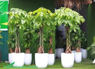 cây cảnh phong thủy tuổi thân
