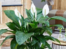 Cây phong thủy tuổi Nhâm Dần tăng tài lộc và vận may cây phong thủy tuổi nhâm dần