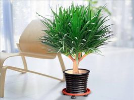 cây phong thuỷ tuổi mùi