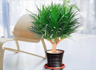 cây phong thuỷ tuổi mùi