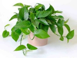 tuổi giáp tý nên trồng cây gì trước nhà