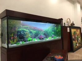 bể cá trong nhà hợp mệnh gì