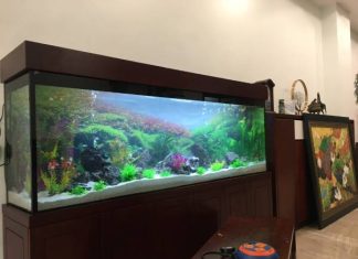 bể cá trong nhà hợp mệnh gì