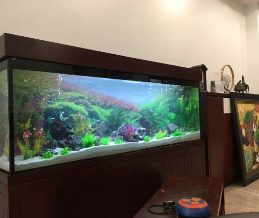 Tìm hiểu bể cá trong nhà hợp mệnh gì để mang tài lộc bể cá trong nhà hợp mệnh gì