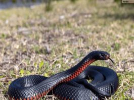 Điềm báo từ việc nhìn thấy rắn đen là lành hay dữ?