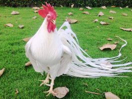 nhìn thấy con gà