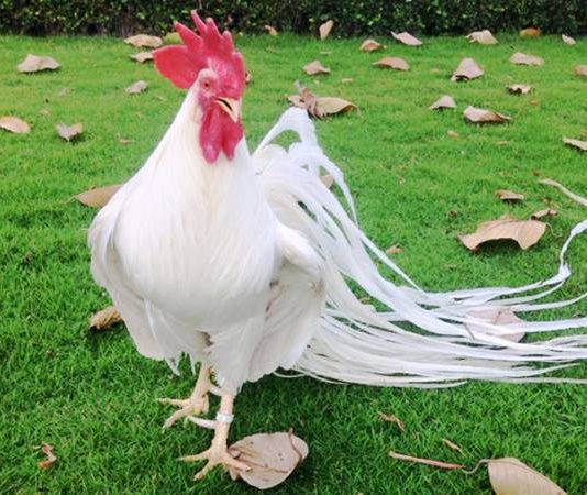 Giải mã nhìn thấy con gà và các điềm báo cần biết? nhìn thấy con gà