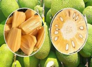 nhìn thấy quả mít