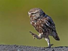 Nhìn thấy chim lợn có phải cảnh báo cái chết đang đến?