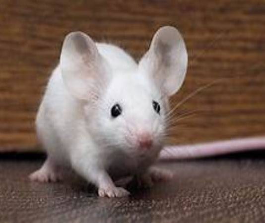 nhìn thấy chuột