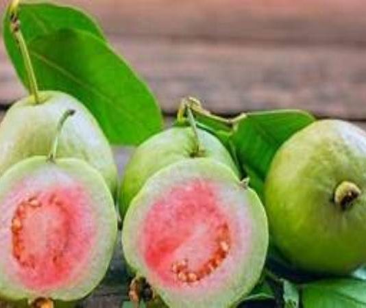 nhìn thấy quả ổi