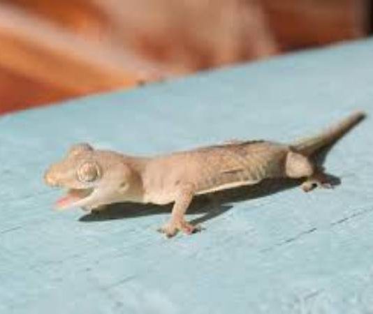 Giải mã khi nhìn thấy thạch sùng về ý nghĩa và điềm báo nhìn thấy thạch sùng