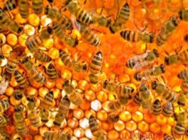 Nhìn thấy tổ ong là dấu hiệu thành công hay khó khăn?