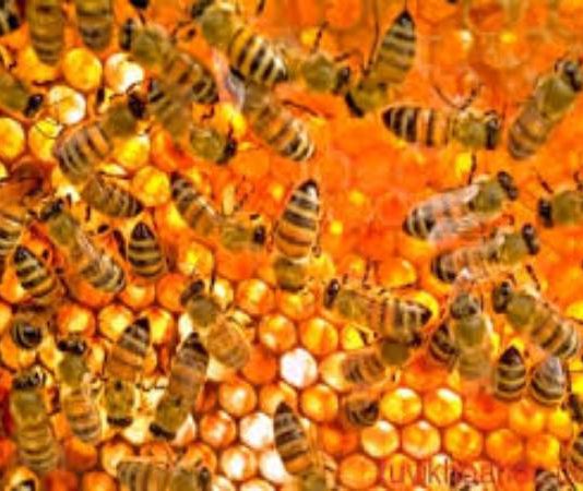 Nhìn thấy tổ ong là dấu hiệu thành công hay khó khăn?