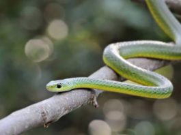 Tam hợp với tuổi Tỵ tạo nên các mối quan hệ hoàn hảo Tam hợp tuổi tỵ