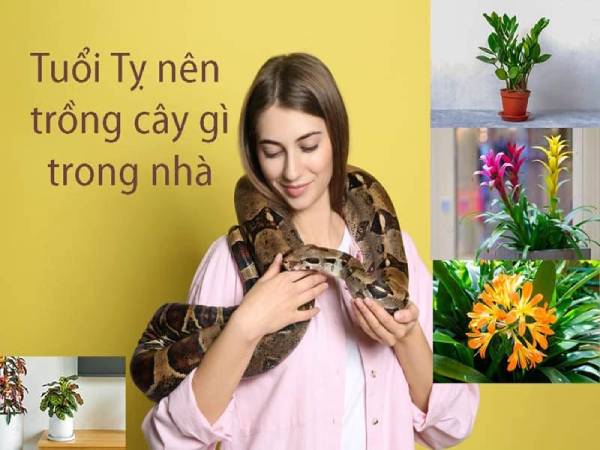 Gia chủ tuổi Tỵ nên trồng cây gì trong nhà để đón lộc
