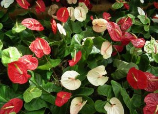 cây hợp phong thủy tuổi dậu