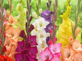 Ngủ mộng thấy hoa lay ơn mang nhiều ý nghĩa sâu sắc