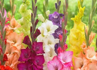 Ngủ mộng thấy hoa lay ơn mang nhiều ý nghĩa sâu sắc