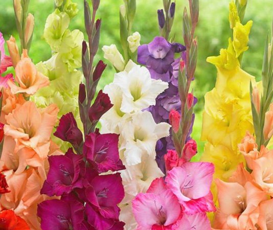 Ngủ mộng thấy hoa lay ơn mang nhiều ý nghĩa sâu sắc